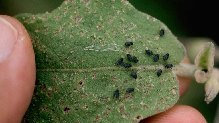 Pothos plants are susceptible to damage from flea beetles.