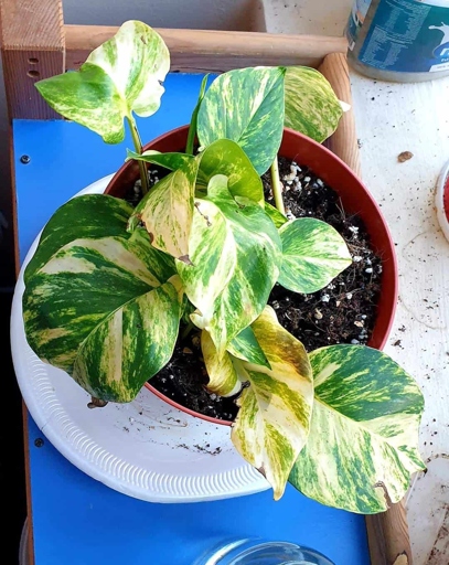 Pothos plants are susceptible to root rot, especially if the soil is too damp.