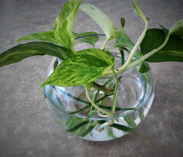 Pothos plants are tropical plants and prefer warm temperatures, but can tolerate cooler temperatures down to about 50 degrees Fahrenheit.