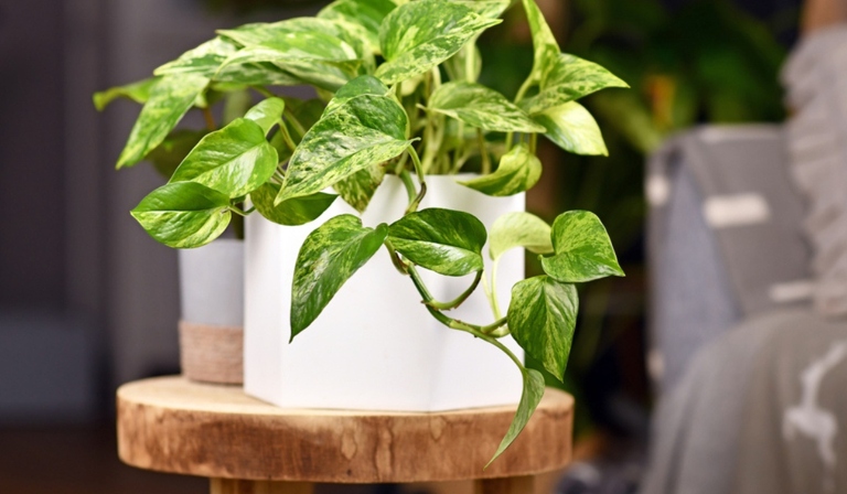 Pothos plants are typically vines that can grow to be several feet long.