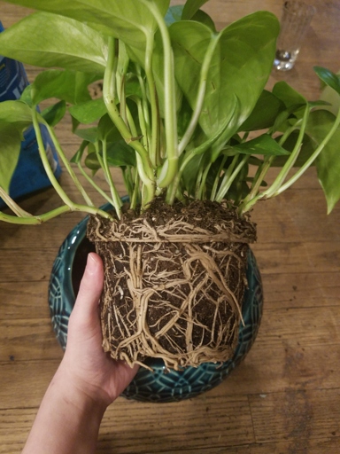 Pothos plants can become root bound when left in the same pot for too long.