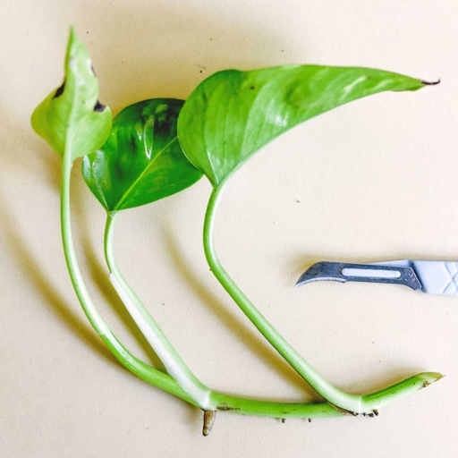 Pothos plants can become root bound, which can stunt their growth. Here is a step-by-step guide on how to repot a root-bound pothos.