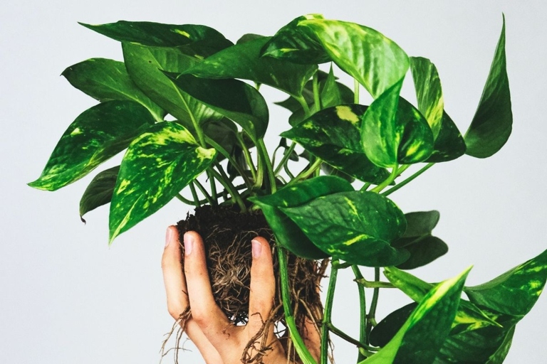 Pothos plants should be watered more frequently in spring and summer and less frequently in fall and winter.