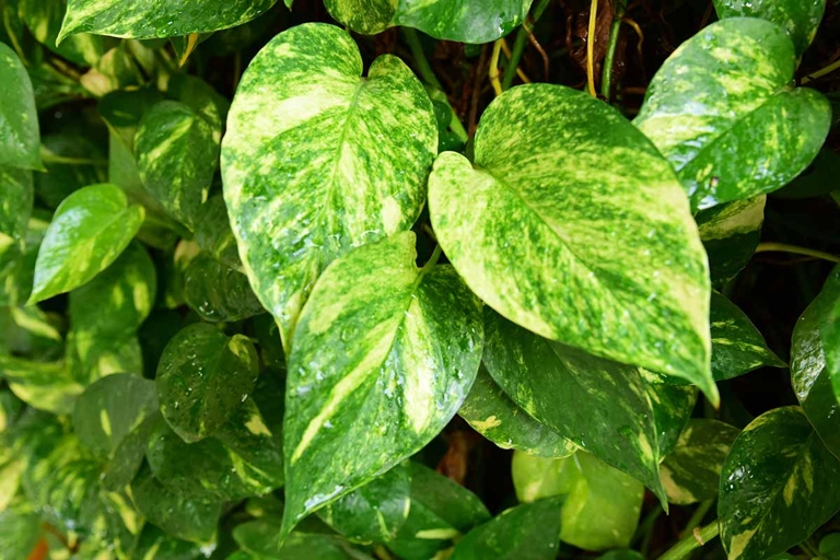 Pothos plants that do not receive enough light will grow excessively compact and stunted.