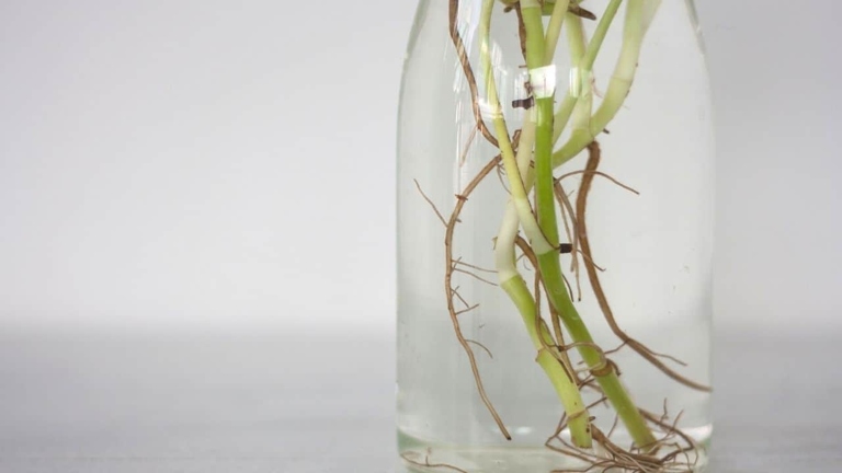 Pothos root rot is a common problem that can be treated with fungicide.