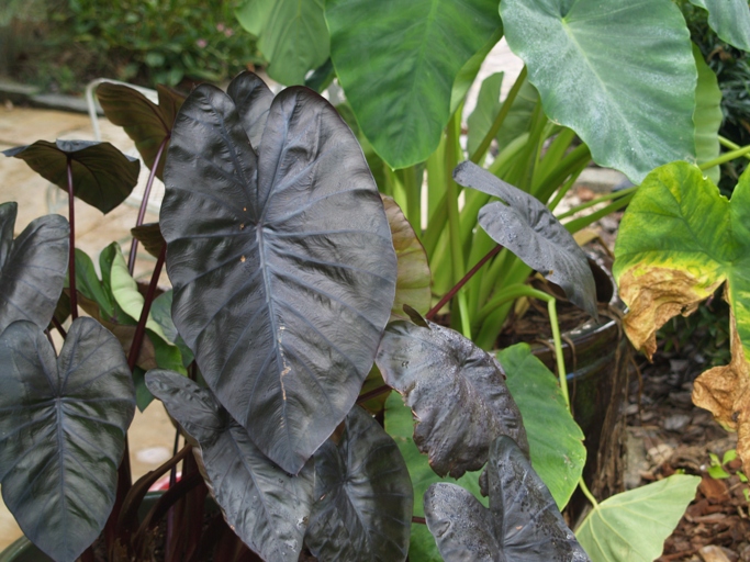 Potted elephant ears can survive winter if they are brought indoors and placed in a sunny spot.