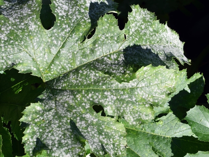 Powdery mildew is a type of fungus that affects many different types of plants, including hoyas.