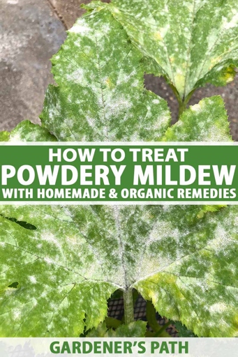 Powdery mildew is a type of fungus that can affect mint leaves, causing them to develop black spots.