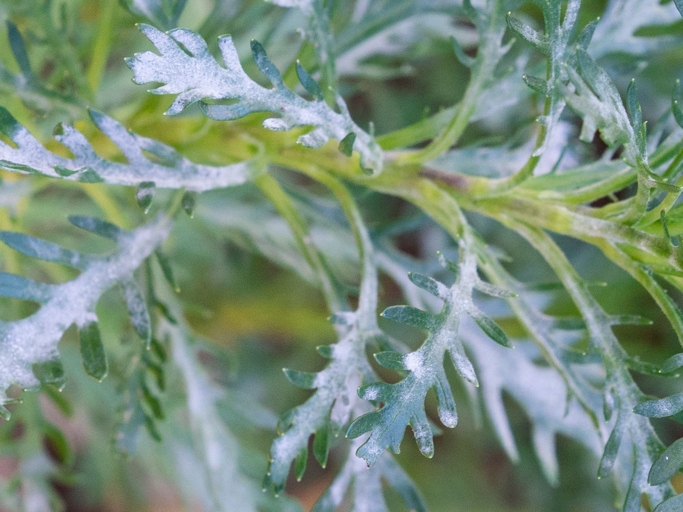 Powdery mildew is a type of fungus that can affect mint plants.