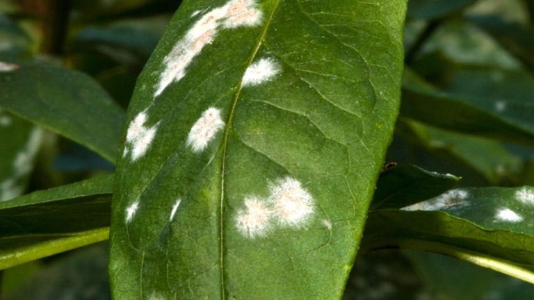 Powdery mildew is a type of fungus that can affect pothos plants.