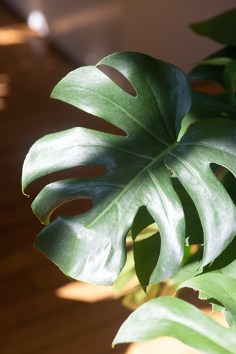 Powdery mildew is a type of fungus that can affect your Monstera plant.