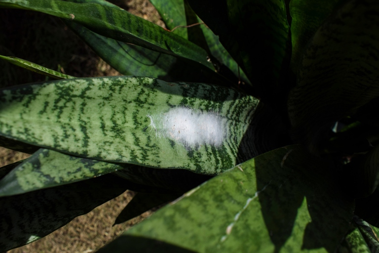 Powdery mildew is a type of fungus that can affect your snake plant.