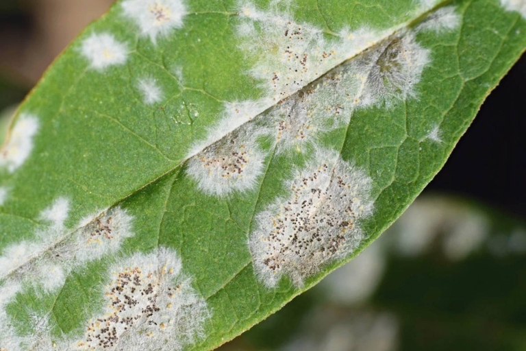 Powdery mildew is a type of fungus that can cause white spots to form on money trees.