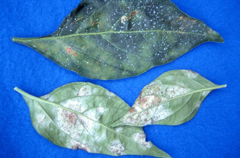 Powdery mildew is a type of fungus that can cause yellow spots on pepper leaves.