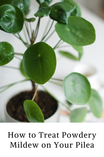 Powdery mildew is a type of fungus that can cause yellowing leaves in pilea plants.