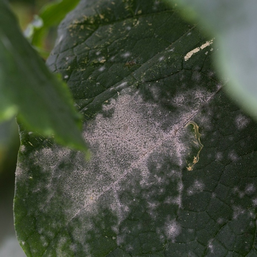 Powdery mildew is a type of fungus that can cause your agave leaves to turn yellow.
