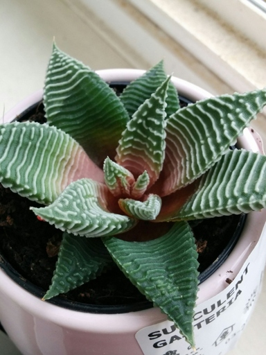 Powdery mildew is one of the most common problems that can affect Haworthia, and it can cause the leaves to turn brown.