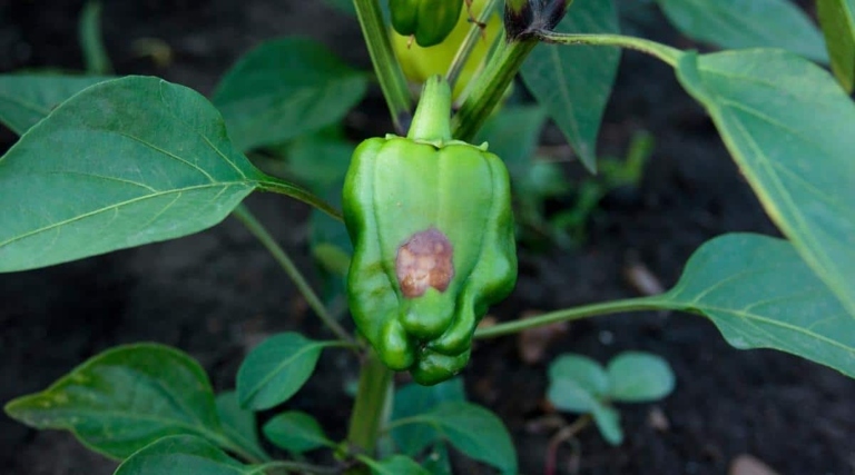 Prevent brown spots on pepper by using a fungicide and keeping the plant well-watered.