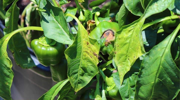 Prevent yellow spots on pepper by removing affected leaves, avoiding overhead watering, and providing good air circulation.