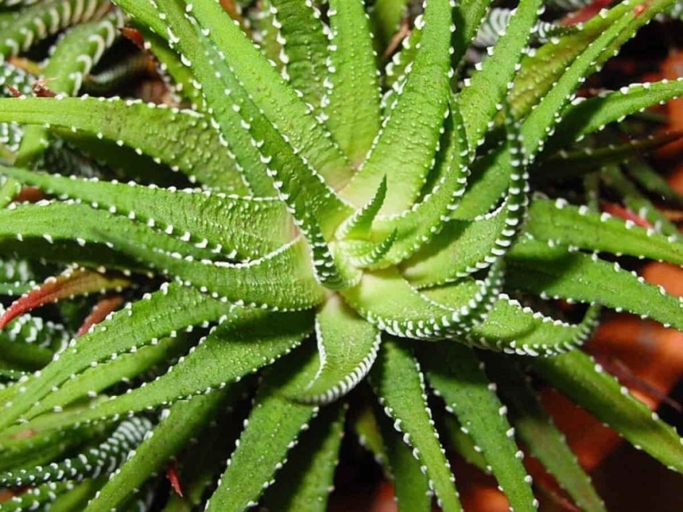 Prevention is always the best medicine, and that is especially true when it comes to aloe vera root rot.