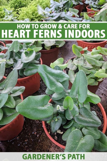 Propagation by division is the most common method of propagating heart ferns.