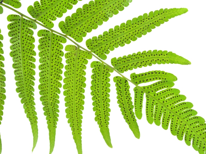 Propagation by spores is the most common method of fern reproduction.