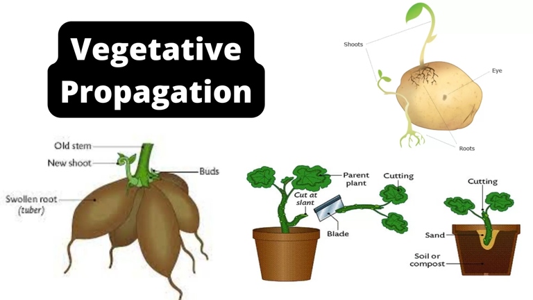 Propagation is done by seed, offsets, or cuttings taken from the stems.