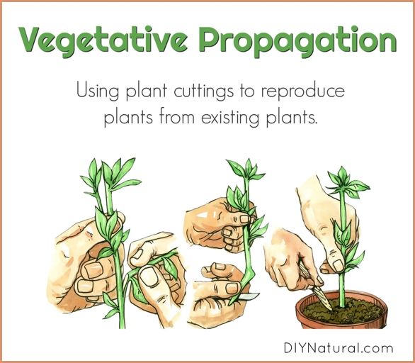 Propagation is the process of creating new plants from existing ones.