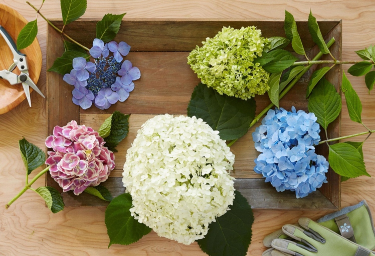 Prune your hydrangea at the right time and in the right way to ensure it has a strong structure that can withstand heavy rain and wind.