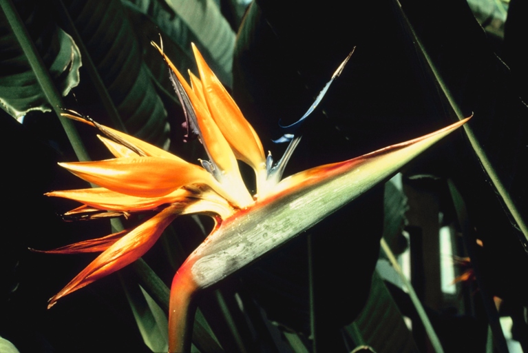 Pruning a bird of paradise is best done in late winter or early spring.