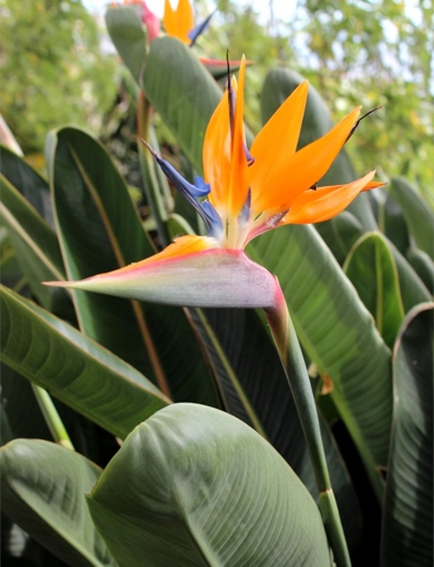 Pruning a bird of paradise is important to maintain the plant's health and appearance.