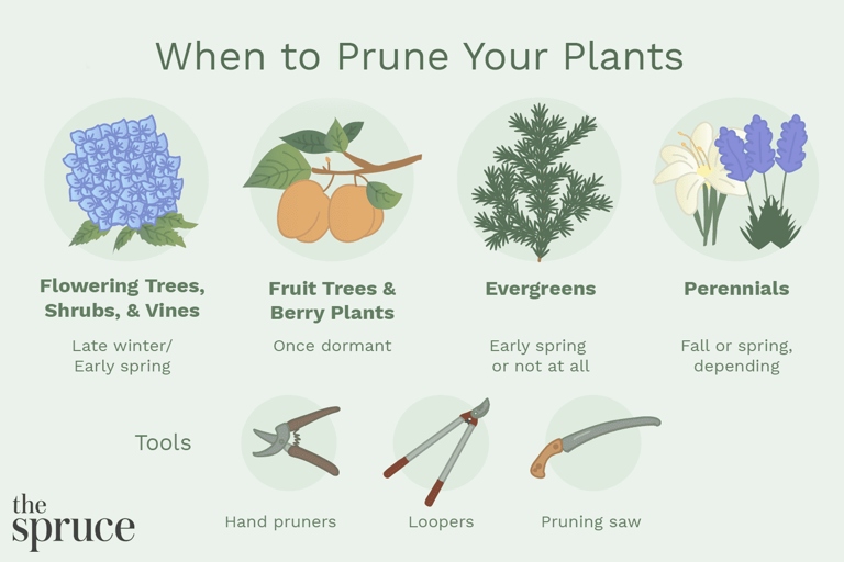 Pruning after flowering is important to ensure that the plant has the necessary energy to produce new flowers the following season.