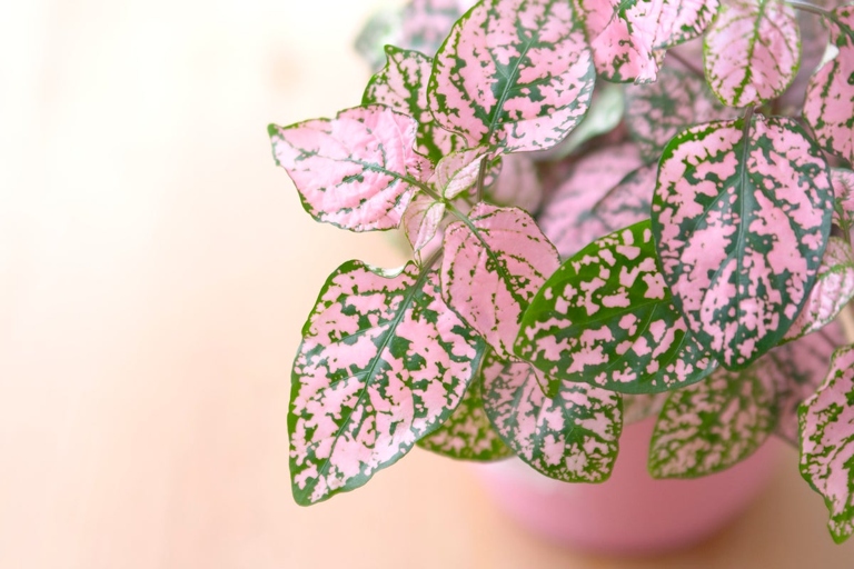 Pruning and pinching regularly will help to keep your polka dot plant healthy and prolong its life.