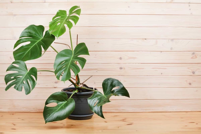Pruning and propagation are two effective methods for fixing leggy Monstera Deliciosa.