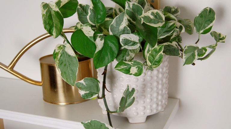 Pruning and trimming are an important part of caring for pearls and jade pothos.