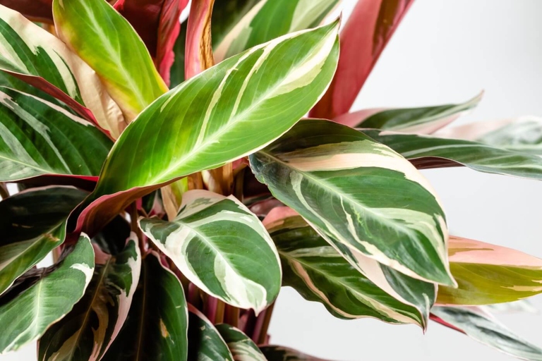 Pruning and trimming are two important tasks when it comes to keeping your Calathea Beauty Star looking its best.