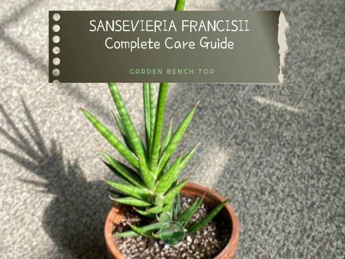 Pruning and trimming is an important part of taking care of your Sansevieria Francisii.