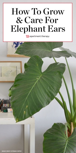 Pruning and trimming your elephant ear plant will help to keep it healthy and looking its best.