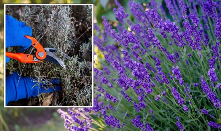 Pruning is an important part of keeping your lavender plants healthy and vigorous.