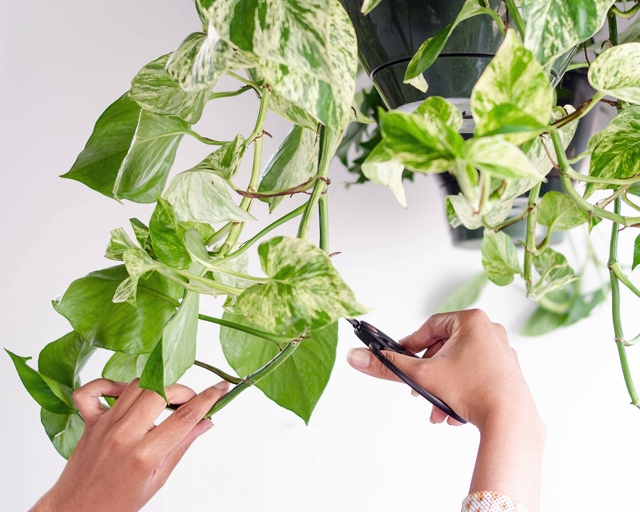 Pruning is an important part of plant care, and can help keep your plant healthy and looking its best.