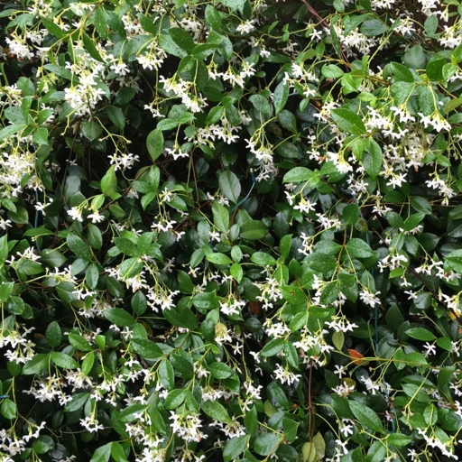 Pruning jasmine vines is an important part of keeping them healthy and preventing them from taking over your garden.