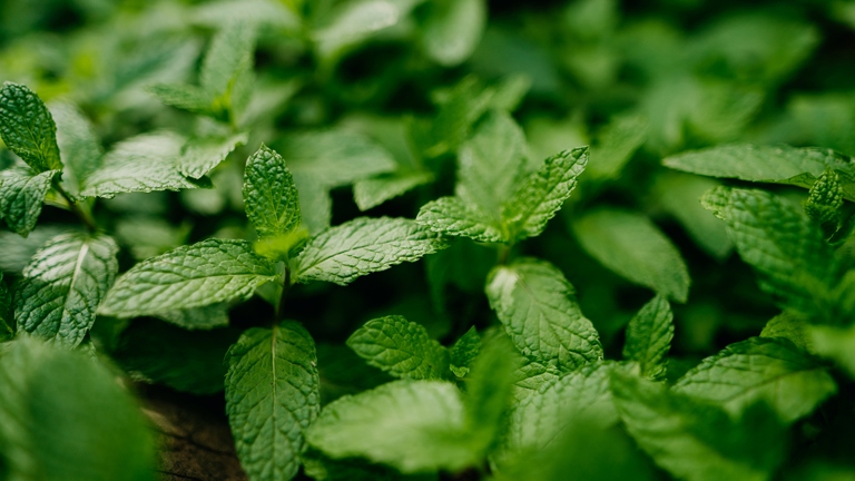 Pruning mint is an important step in transplanting the herb.