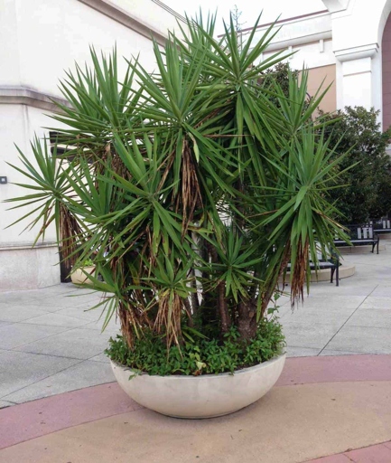 Pruning the Pendula Yucca Plant is important for its health and growth.