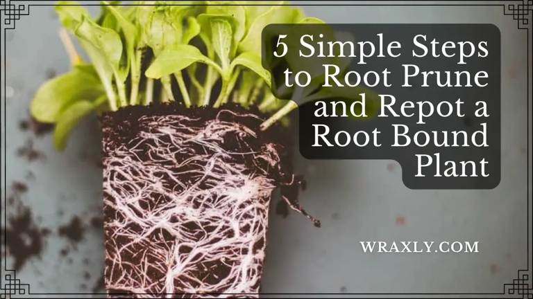 Pruning the roots during repotting can help the plant to recover faster.