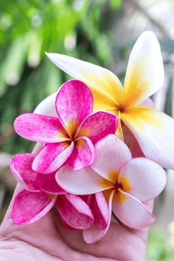 Pruning the roots of your plumeria can help to treat and prevent plumeria stem rot.