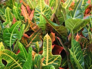 Pruning your Croton is easy and only requires a few steps.
