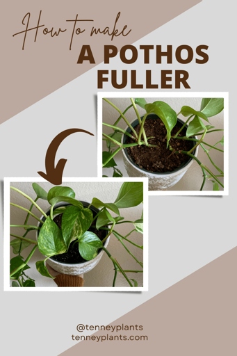 Pruning your leggy pothos is a great way to make it fuller.