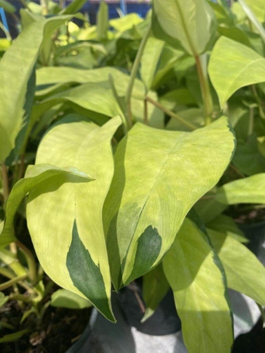 Pruning your Philodendron Thai Sunrise or Golden Goddess is important to keeping them healthy and looking their best.