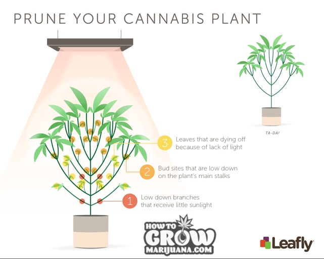 Pruning your plant will help it to grow faster.