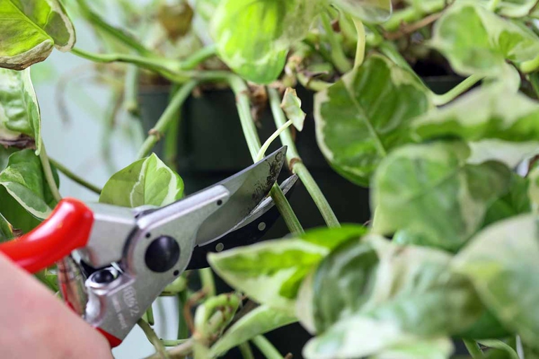 Pruning your pothos regularly will help to make it bushier.